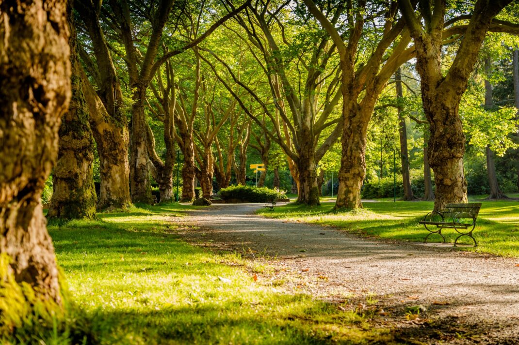 trees in the park